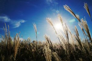 Wheat Field Pic
